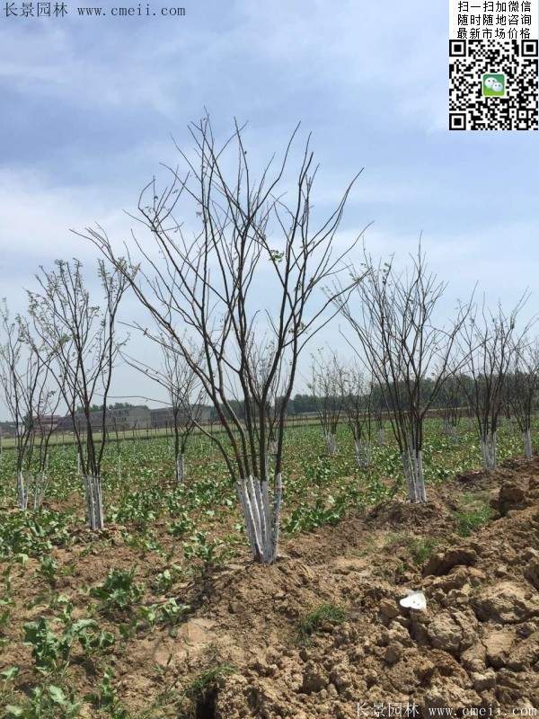 三棵櫸樹(shù)的故事