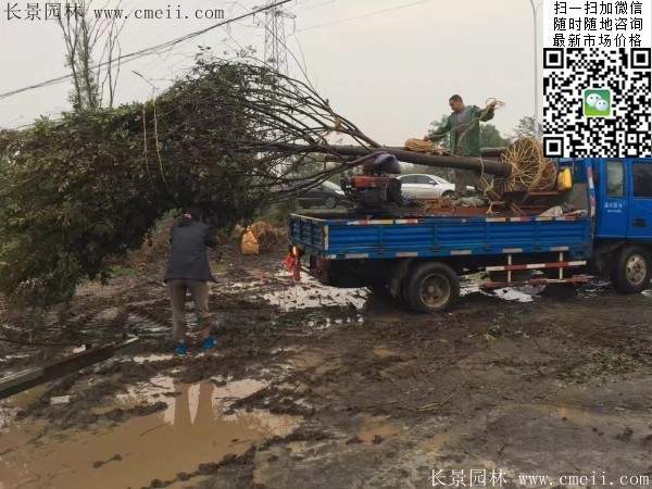 沭陽櫸樹批發 沭陽櫸樹批發