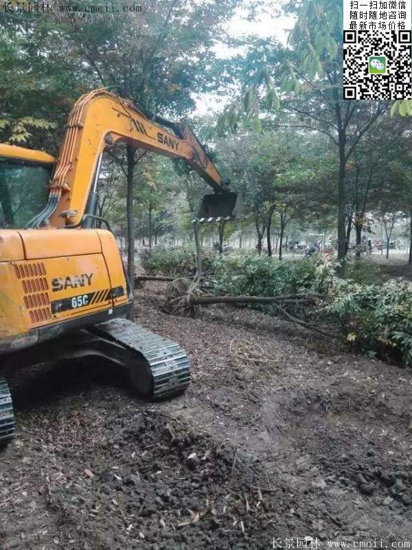 沭陽櫸樹批發 沭陽櫸樹批發