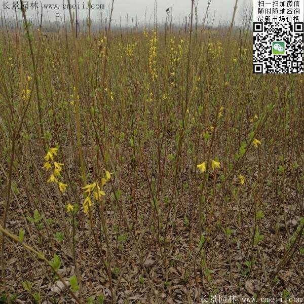 連翹--長景園林 連翹--長景園林