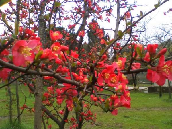 想要貼梗海棠花開得好,修剪養護很重要