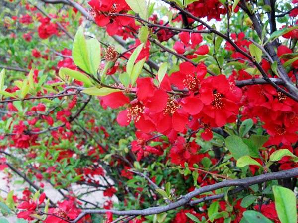 想要貼梗海棠花開得好,修剪養護很重要