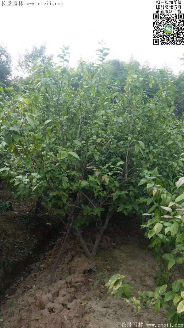 沭陽(yáng)臘梅樹