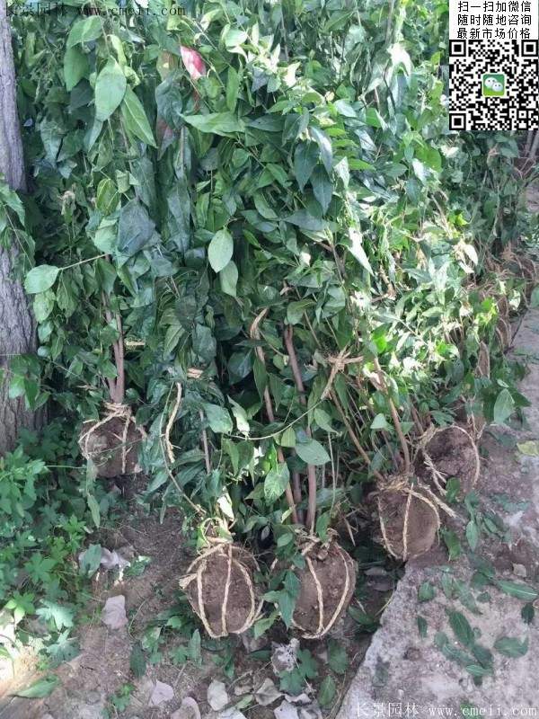 沭陽(yáng)臘梅樹