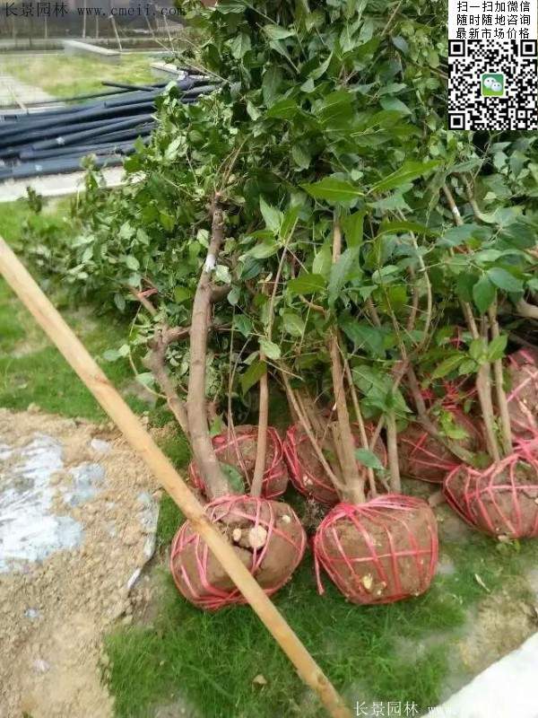 沭陽(yáng)臘梅樹