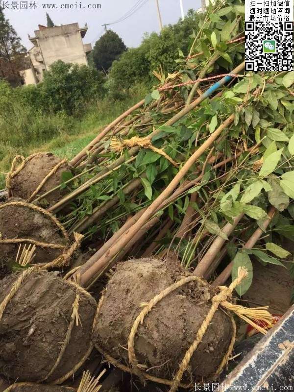 沭陽(yáng)臘梅樹