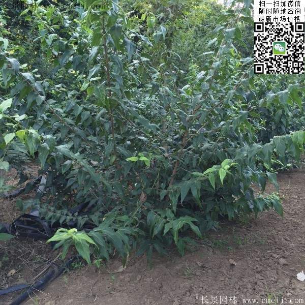 沭陽(yáng)臘梅樹