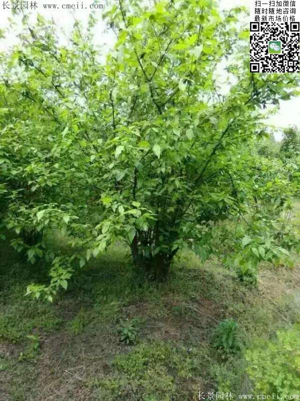 沭陽(yáng)臘梅樹