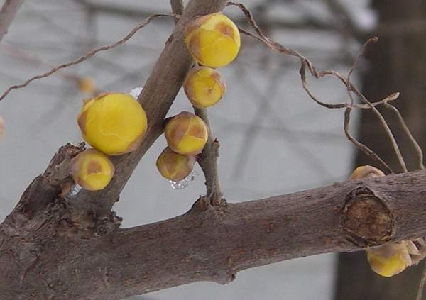 沭陽(yáng)臘梅花