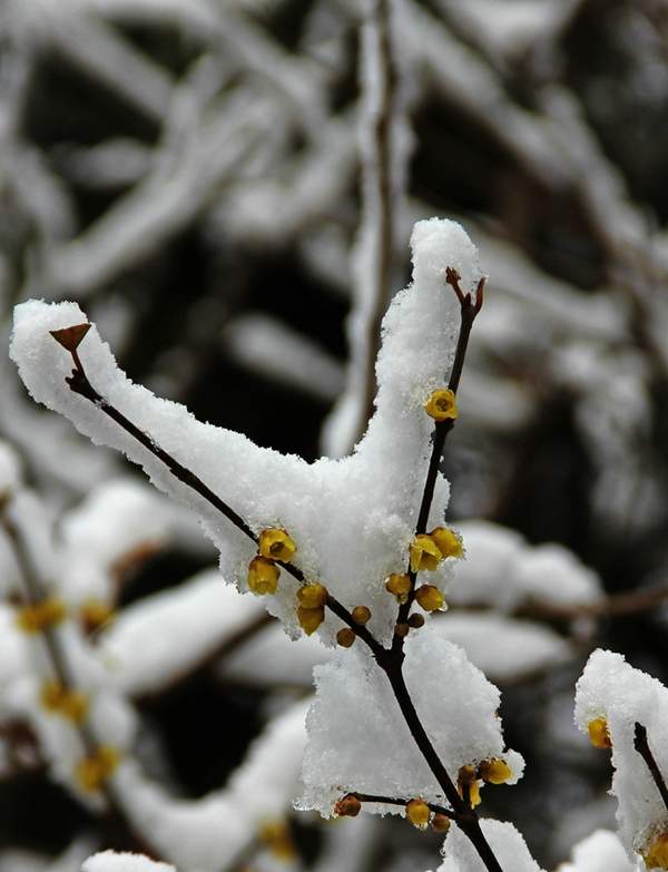 沭陽(yáng)臘梅花