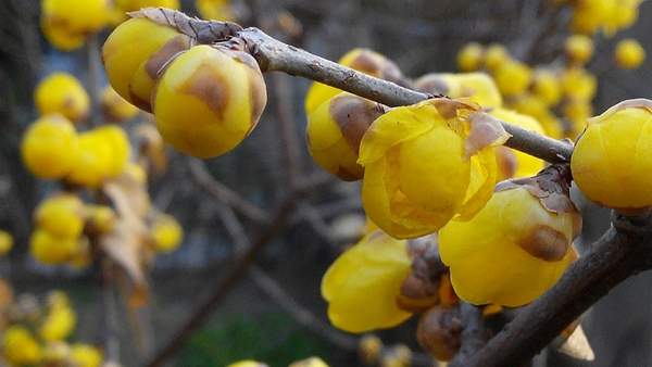 華東臘梅樹(shù)批發(fā)