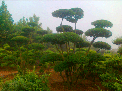 16年下半年小葉女貞造型樹(shù)價(jià)格走勢(shì)怎么樣，現(xiàn)價(jià)