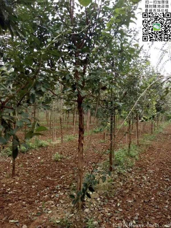 流蘇樹照片 流蘇樹照片