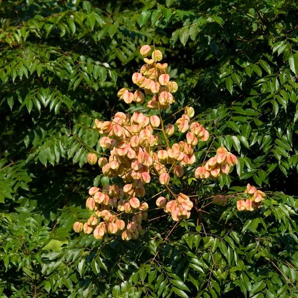 欒樹種類 欒樹種類