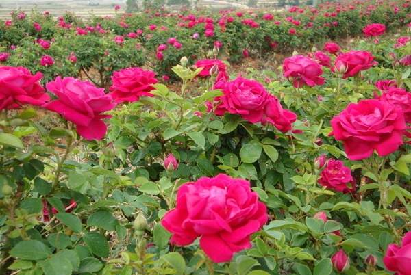 玫瑰花 玫瑰花