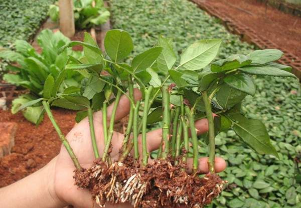 沭陽玫瑰基地 沭陽玫瑰基地