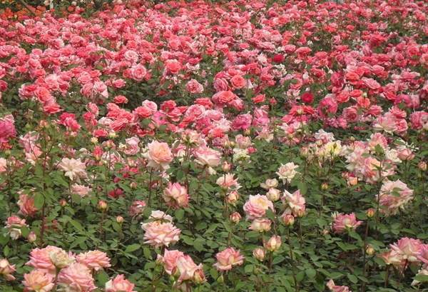 玫瑰多少錢一棵 玫瑰多少錢一棵