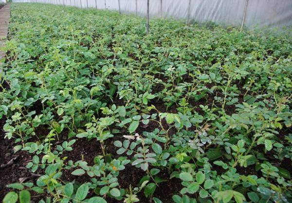 玫瑰多少錢一棵 玫瑰多少錢一棵