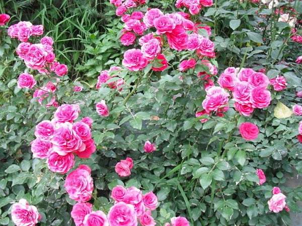 藤本月季花語是什么？