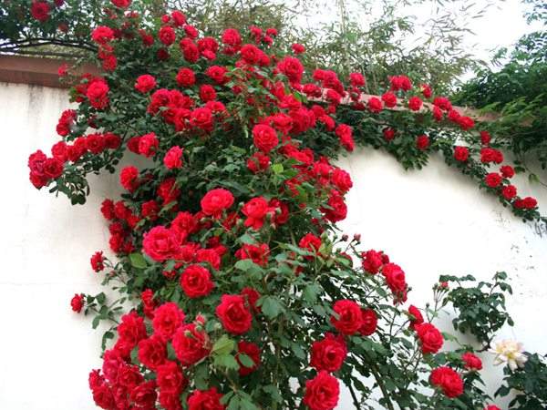 藤本月季花語是什么？