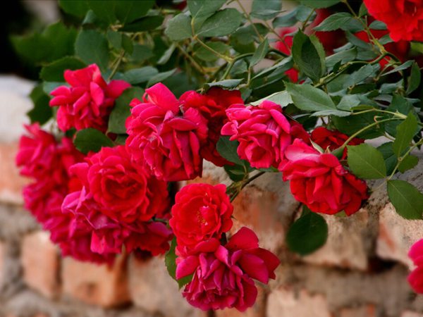 藤本月季花語是什么？