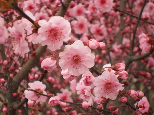 美人梅價格 美人梅價格