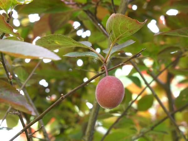 美人梅銷售 美人梅銷售