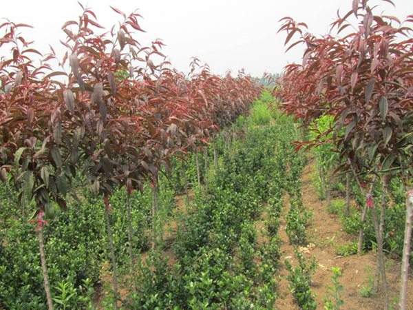 紅葉碧桃種植方法匯總！