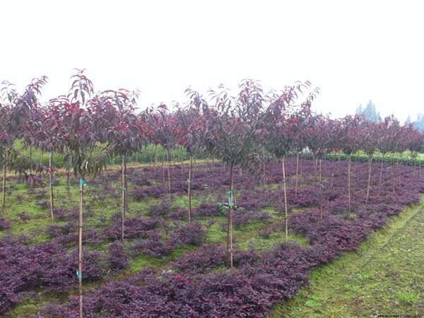 紅葉碧桃種植方法匯總！