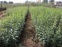 16年下半年流蘇樹價格走勢怎么樣，現價格在是多