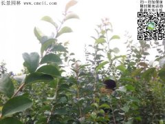 「內部資料」行內采購流蘇樹報價單曝光！