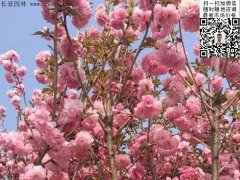 早櫻、晚櫻都是櫻，但你知道那款櫻花是最被看