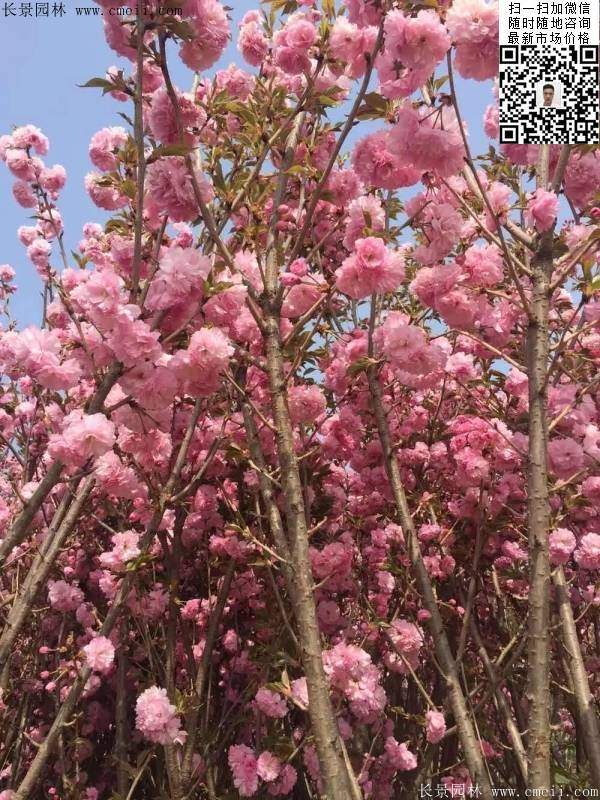 早晚櫻花 早晚櫻花