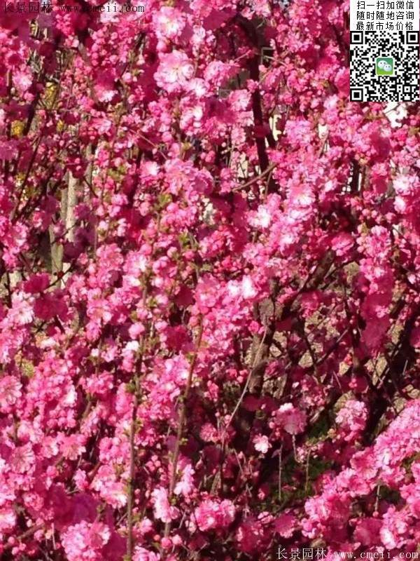 沭陽榆葉梅的價格