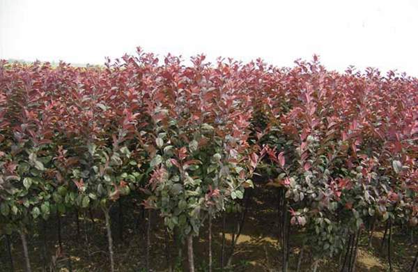 紫葉李規(guī)格 紫葉李規(guī)格