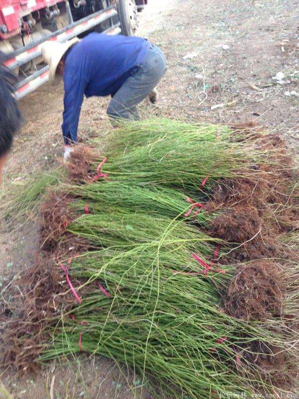 2016沭陽的棣棠價(jià)格