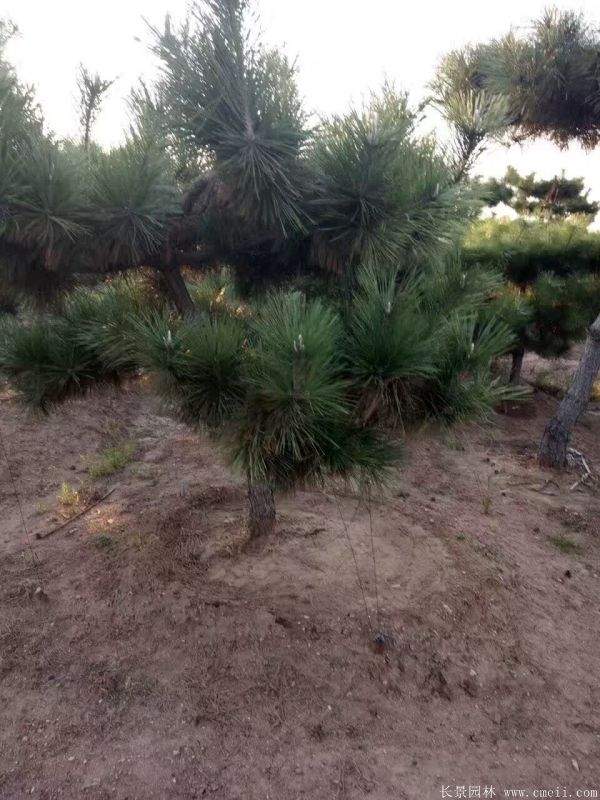 沭陽(yáng)精品黑松 沭陽(yáng)精品黑松