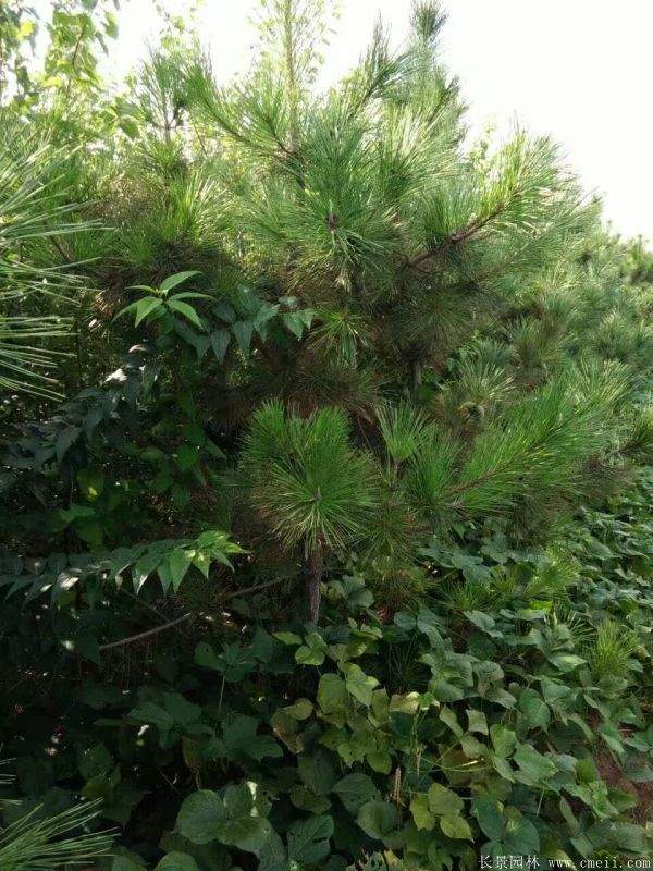 沭陽(yáng)精品黑松 沭陽(yáng)精品黑松