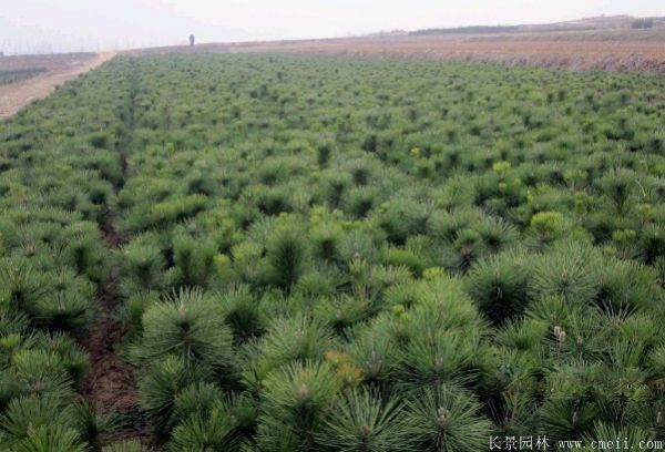 沭陽黑松 沭陽黑松