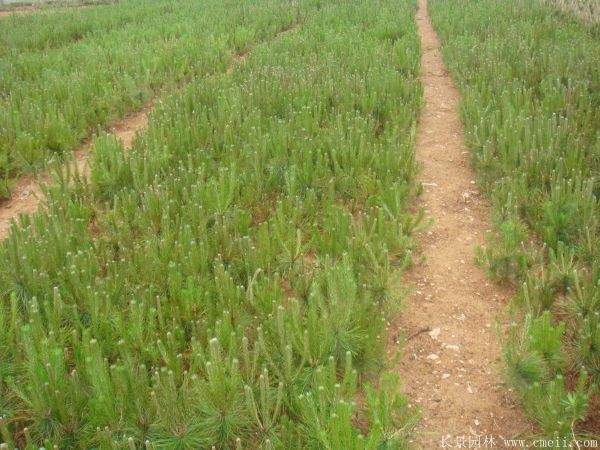 優(yōu)質(zhì)黑松樹 優(yōu)質(zhì)黑松樹