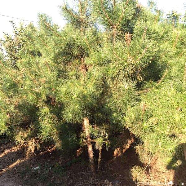 沭陽2-8公分直徑的黑松樹 沭陽2-8公分直徑的黑松樹