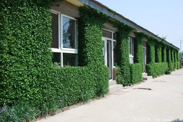 沭陽速生扶芳藤