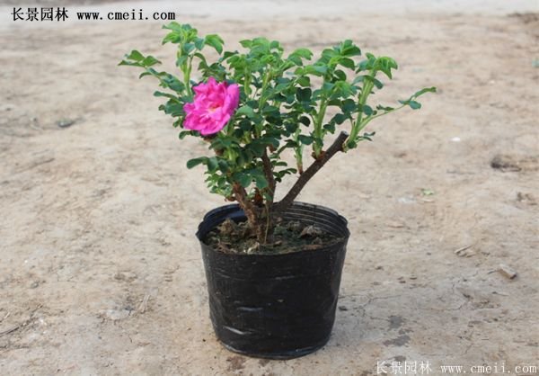 低價銷售優質玫瑰苗