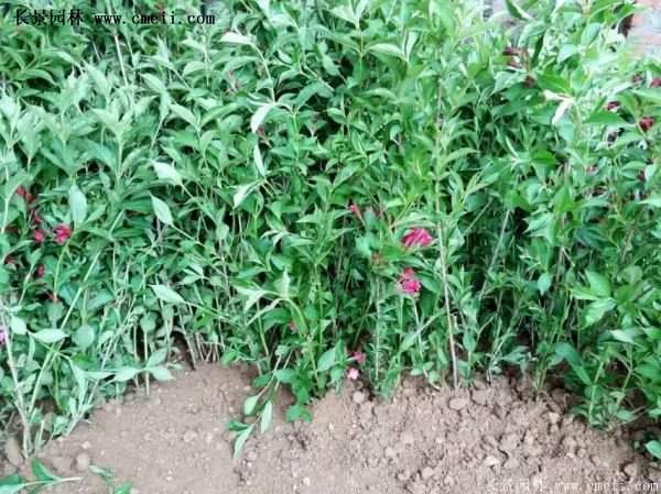 紅王子錦帶價格