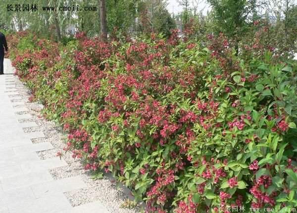 紅王子錦帶價(jià)格