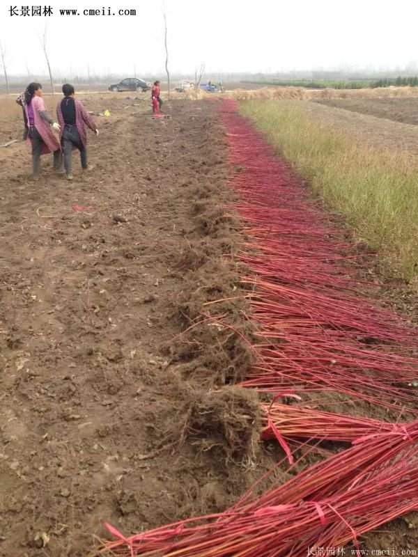 沭陽(yáng)紅瑞木