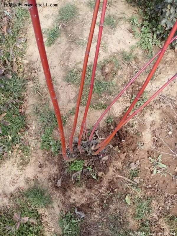 沭陽(yáng)紅瑞木