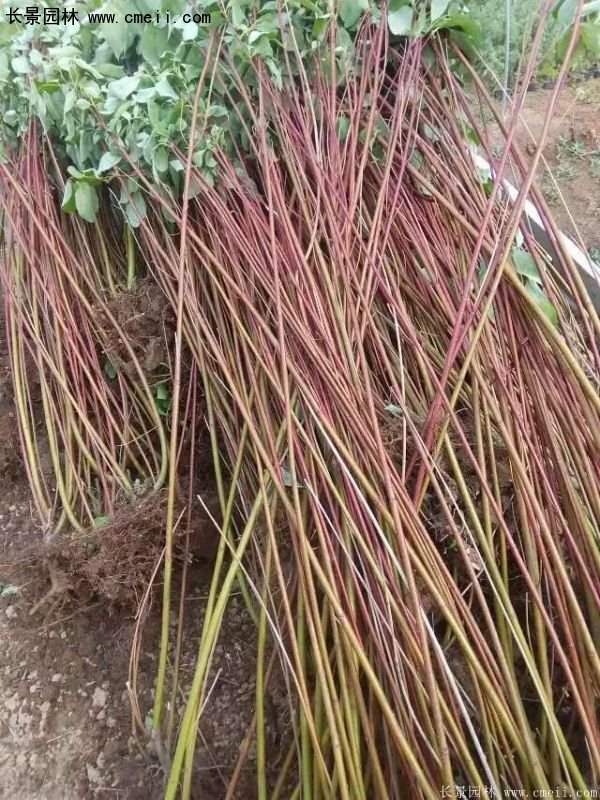 沭陽(yáng)紅瑞木價(jià)格