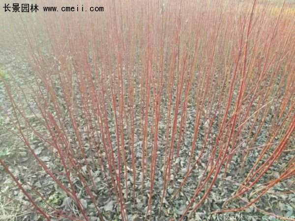 沭陽(yáng)紅瑞木價(jià)格