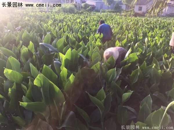 低價格，高質量的美人蕉